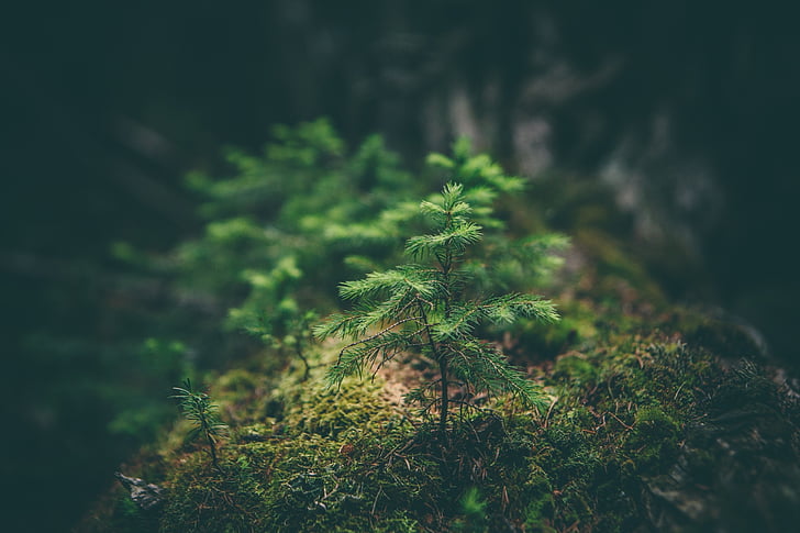 中医诊治：看舌苔不把脉准，可行吗  第3张
