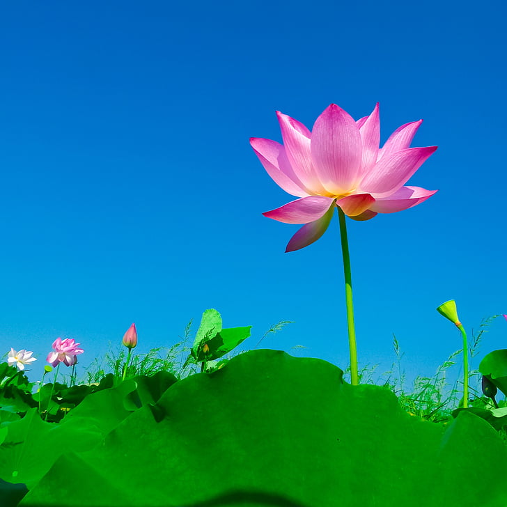 菖蒲VS石菖蒲：究竟有何不同