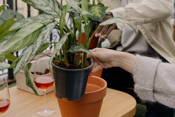 四川种植哪种药材最有利可图